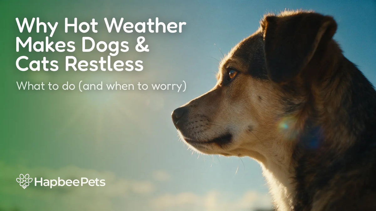 Why Hot Weather Makes Dogs & Cats Restless. What to do (and when to worry)