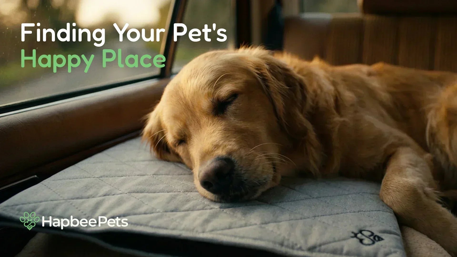 Finding Your Pet's Happy Place